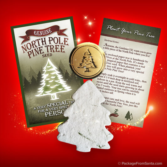 Genuine North Pole Pine Tree Seed